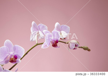 ピンク色の胡蝶蘭 36333400