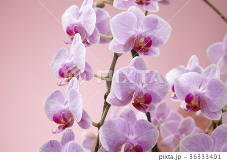 ピンク色の胡蝶蘭 36333401