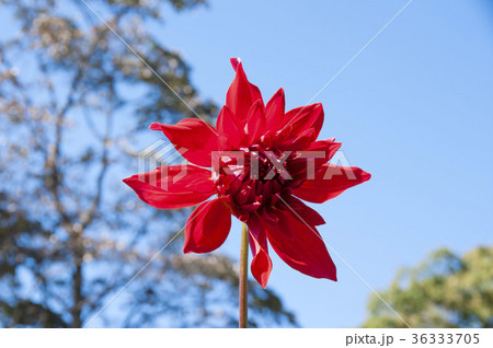 ダリア ダリア 36333705