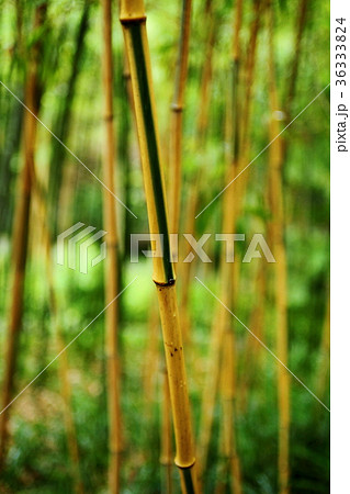 洛西竹林公園のキンメイチク 36333824