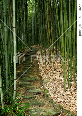 洛西竹林公園の小径 洛西竹林公園の小径 36333827