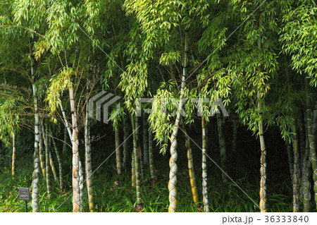 洛西竹林公園のキッコウチク 36333840
