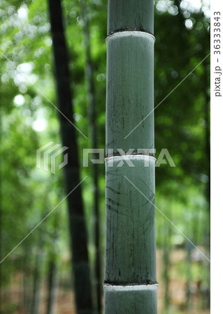洛西竹林公園 洛西竹林公園 36333843