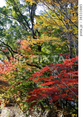 日本の紅葉 日本の紅葉 36333885