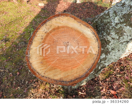 桜の年輪 桜の年輪 36334260