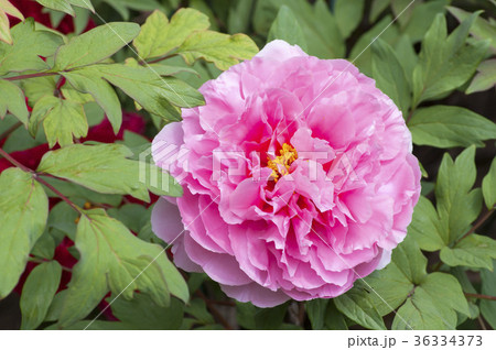 ボタン ボタン 36334373