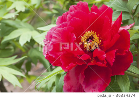 ボタン ボタン 36334374