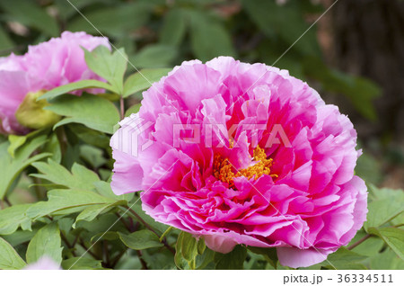 ボタン ボタン 36334511