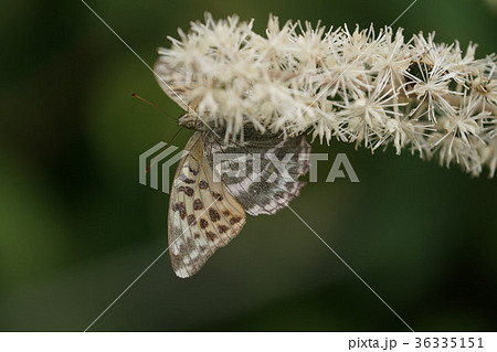 サラシナショウマの蜜を吸うミドリヒョウモンのメス サラシナショウマの蜜を吸うミドリヒョウモンのメス 36335151
