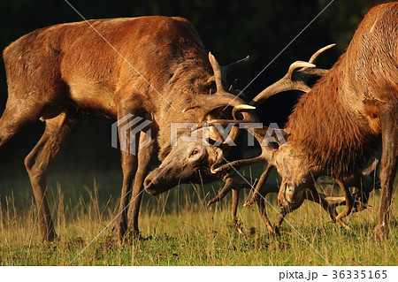 Deer males in rut fighting Deer males in rut fighting 36335165
