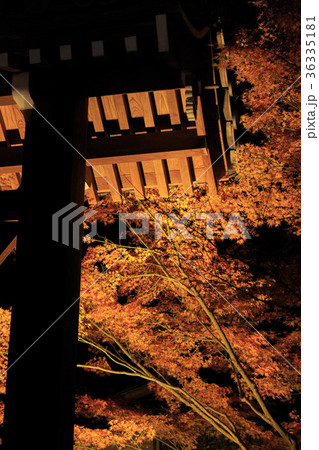 永観堂 禅林寺　ライトアップ 36335181
