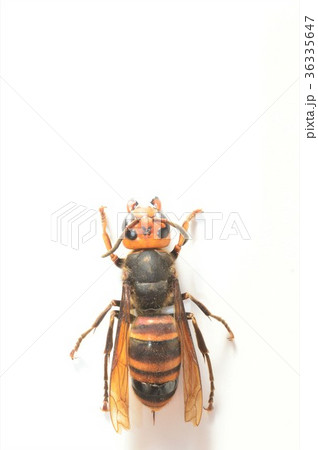 オオスズメバチの毒針を出す　白背景 36335647