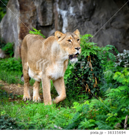 Lioness (Panthera leo) standing in green grass Lioness (Panthera leo) standing in green grass 36335694