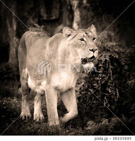 Lioness (Panthera leo) standing in green grass Lioness (Panthera leo) standing in green grass 36335695