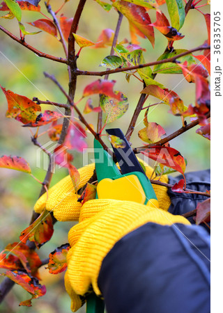 Pruning trees in autumn Pruning trees in autumn 36335705