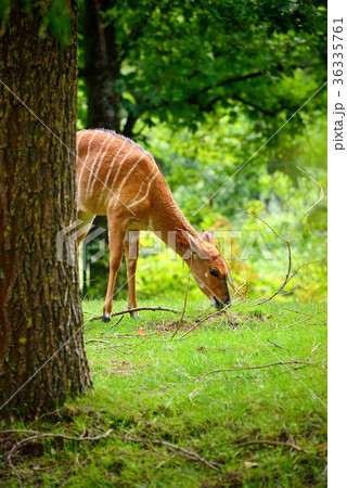 Female nyala antelope (Tragelaphus angasii) Female nyala antelope (Tragelaphus angasii) 36335761