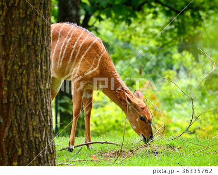 Female nyala antelope (Tragelaphus angasii) Female nyala antelope (Tragelaphus angasii) 36335762