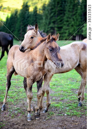Two young horses together on pasturage in summer 36335915