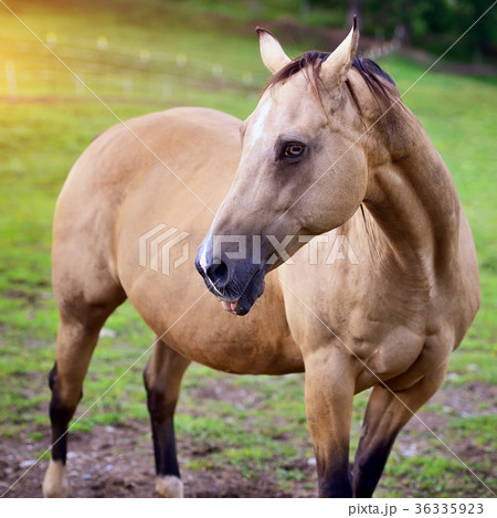Horse on nature. Portrait of a horse, brown horse 36335923