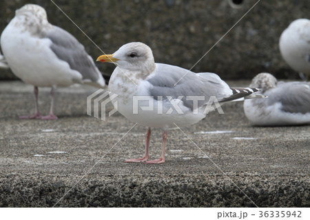 カナダカモメ 36335942