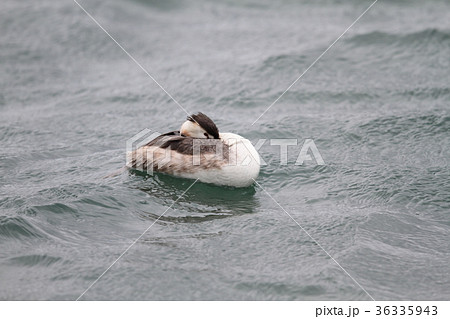 カンムリカイツブリ 36335943