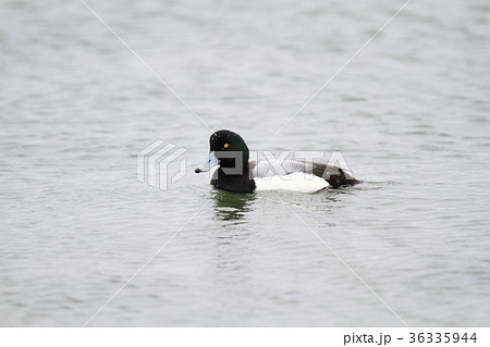 スズガモのオス 36335944