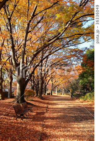 秋の駒沢公園　落ち葉　紅葉　縦構図 36336049