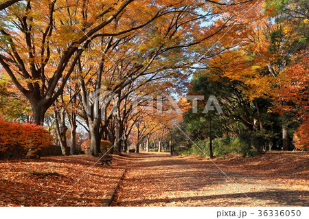 秋の駒沢公園　落ち葉　紅葉　横構図 36336050