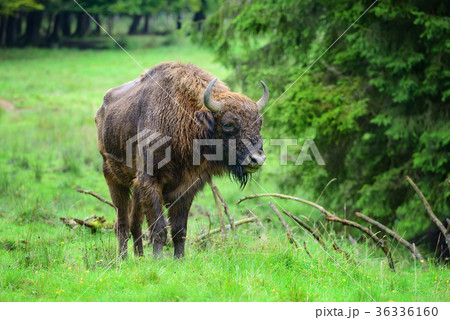 European Bison in the forest. Bison bonasus 36336160