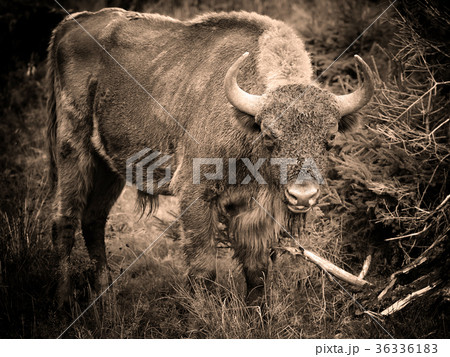 Bison in the forest. Wisent. Bison bonasus 36336183