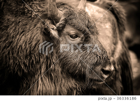Portrait of European bison (Bison bonasus) 36336186
