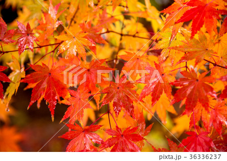 紅葉 36336237