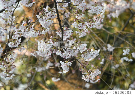さくらのクローズアップ 36336302