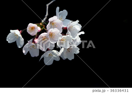 桜のクローズアップ黒背景 36336431