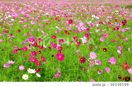 Cosmos colorful flower in the field. Cosmos colorful flower in the field. 36336599