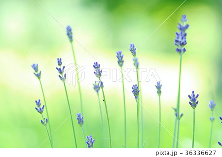 ラベンダーの花 緑背景 紫花の写真素材