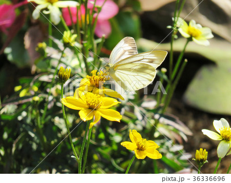 ウィンターコスモスに留まるスジグロシロチョウ 36336696