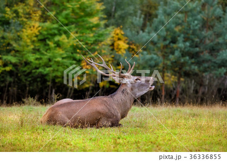 Majestic adult red deer laying on the ground 36336855