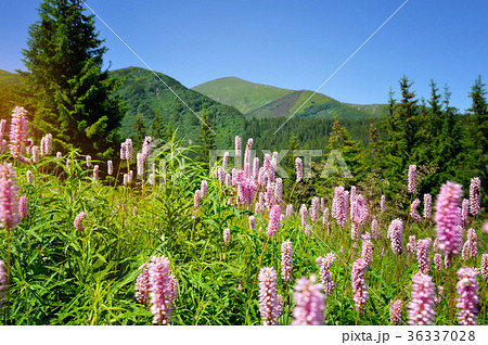 Common bistort (Persicaria bistorta) 36337028