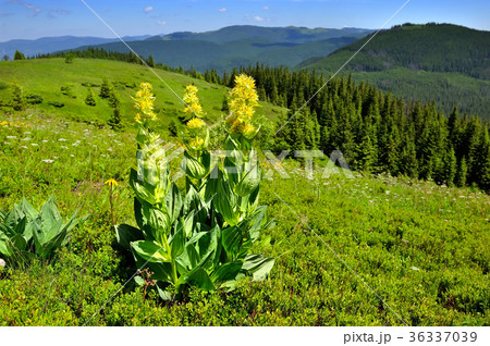 Gentian (Gentiana lutea) Gentian (Gentiana lutea) 36337039