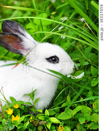 Baby white rabbit on grass Baby white rabbit on grass 36337059
