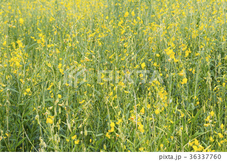 Sunhemp flower Fully grown in garden. Sunhemp flower Fully grown in garden. 36337760