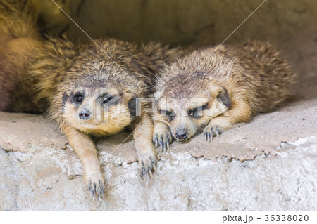 Close-up two Meerkat. 36338020