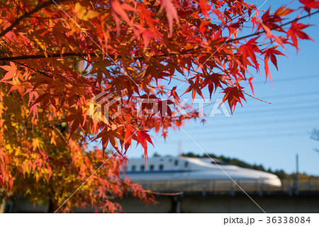 東海道新幹線と紅葉 東海道新幹線と紅葉 36338084