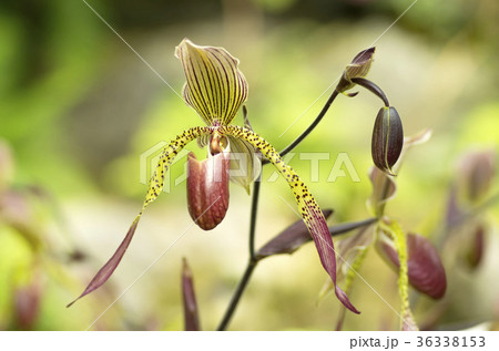 パフィオペディルム パフィオペディルム 36338153