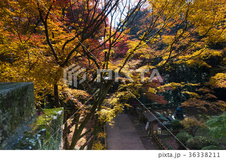 四国第八十二番札所根香寺の紅葉 36338211