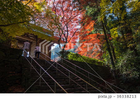 四国第八十二番札所根香寺の紅葉 四国第八十二番札所根香寺の紅葉 36338213