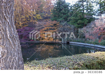 足利市・長林寺の12月 36338386