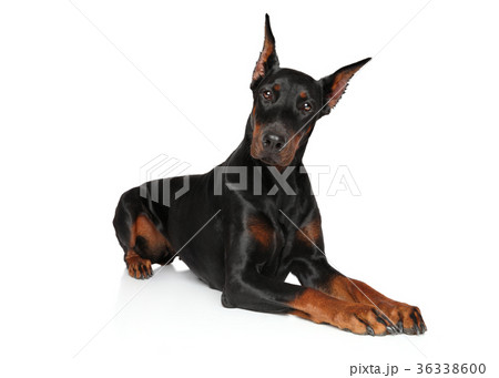 Doberman dog lying on a white background 36338600