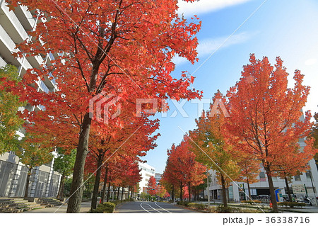 川崎市麻生区 新百合山手中央通り(万福寺4丁目)駅方面 川崎市麻生区 新百合山手中央通り(万福寺4丁目)駅方面 36338716